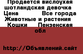 Продается вислоухая шотландская девочка › Цена ­ 8 500 - Все города Животные и растения » Кошки   . Пензенская обл.